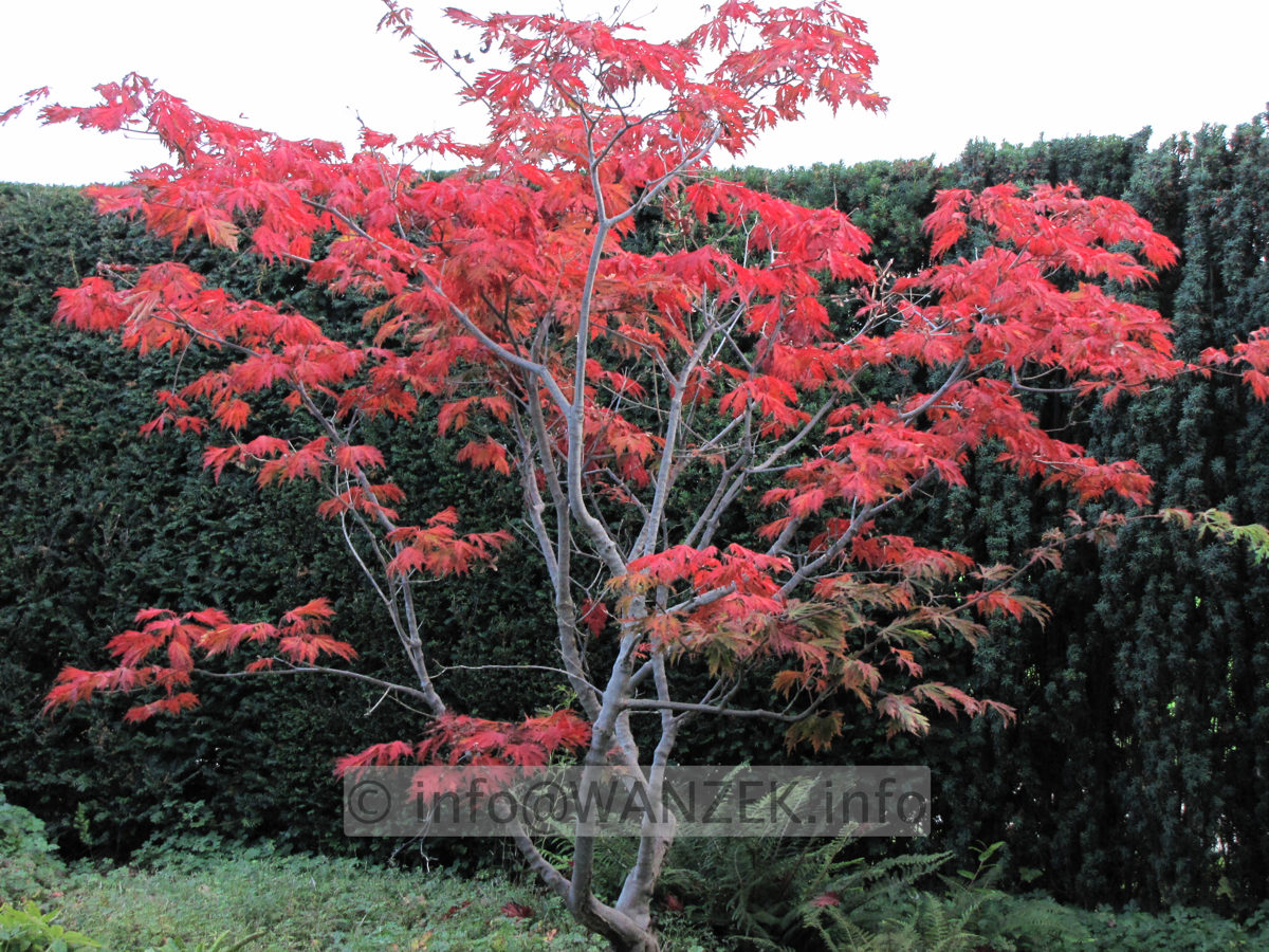 Acer japonicum Aconitifolium Herbstfaerbung 01.JPG